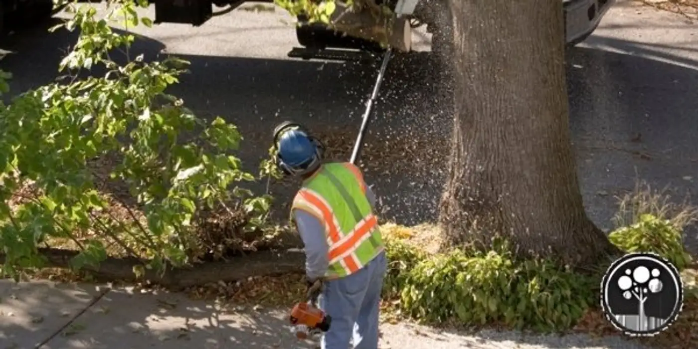 vancouver arborist tree care services