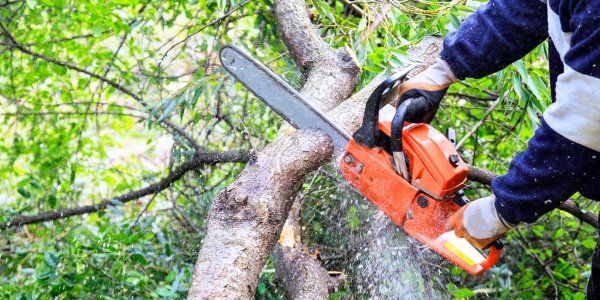 vancouver tree cutting service