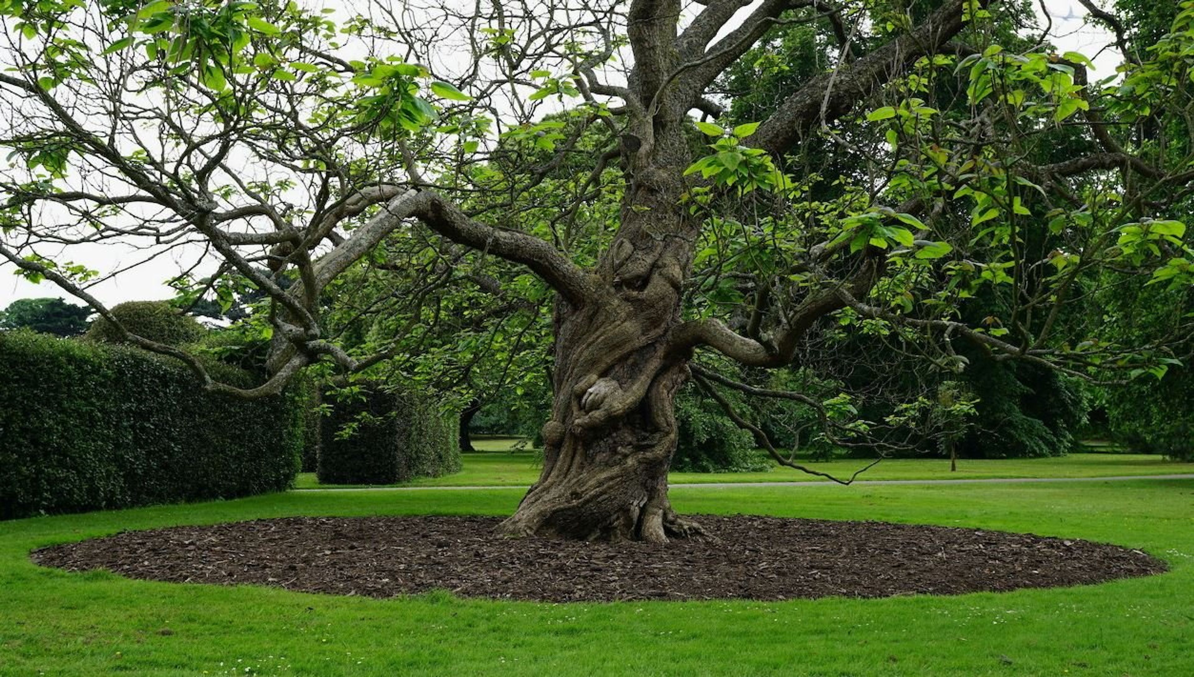 Neglecting Landscaping Trees