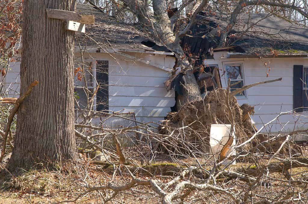 1024px FEMA   40050   House damaged by a tree in Kentucky