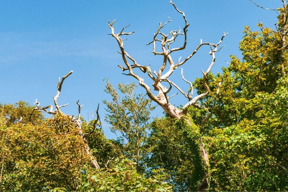 What Are the Signs of a Dying Tree During Extreme Heat, and How Can Homeowners Protect Their Trees?