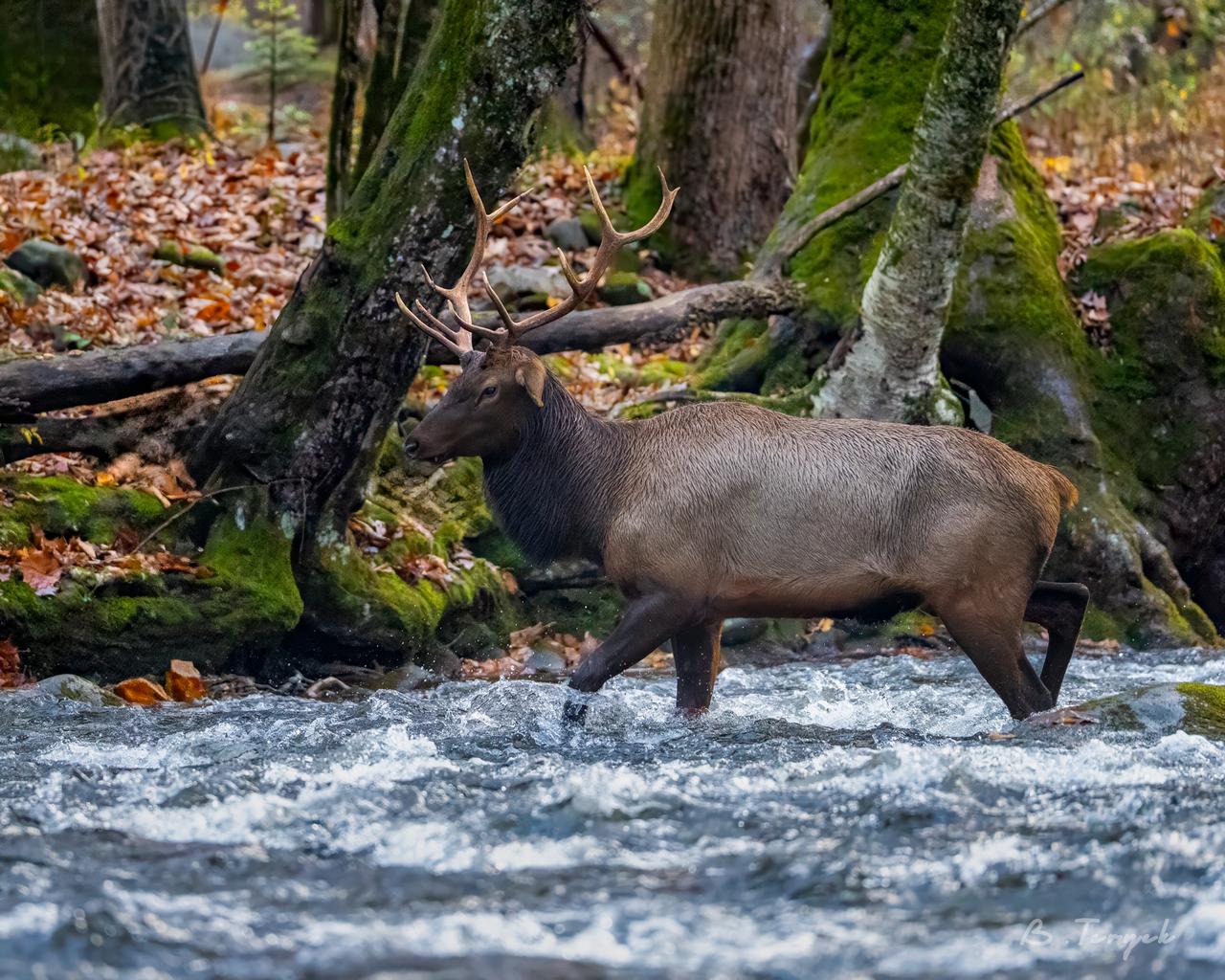 Bull elk crossing the creek