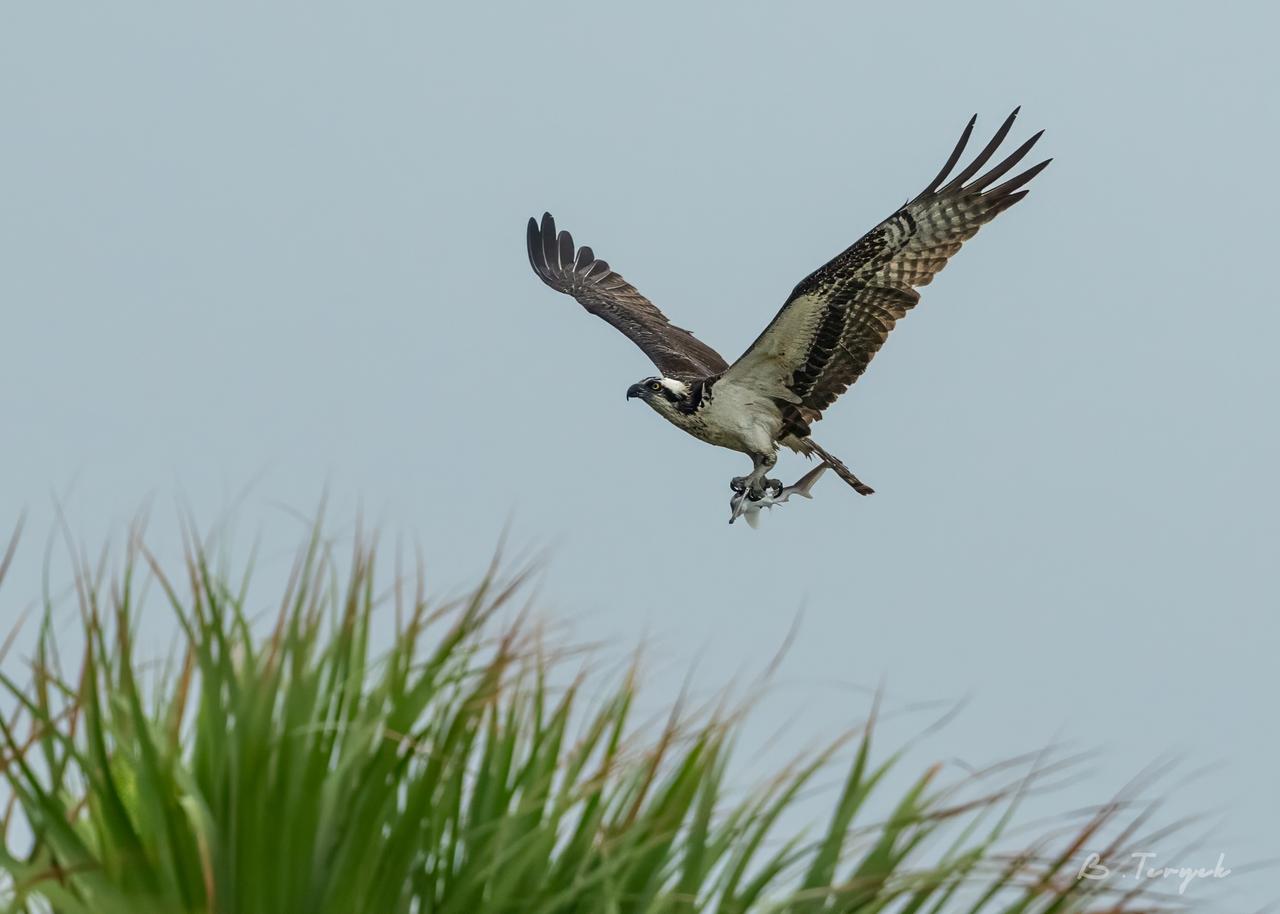 Osprey with his baby hammerhead shark