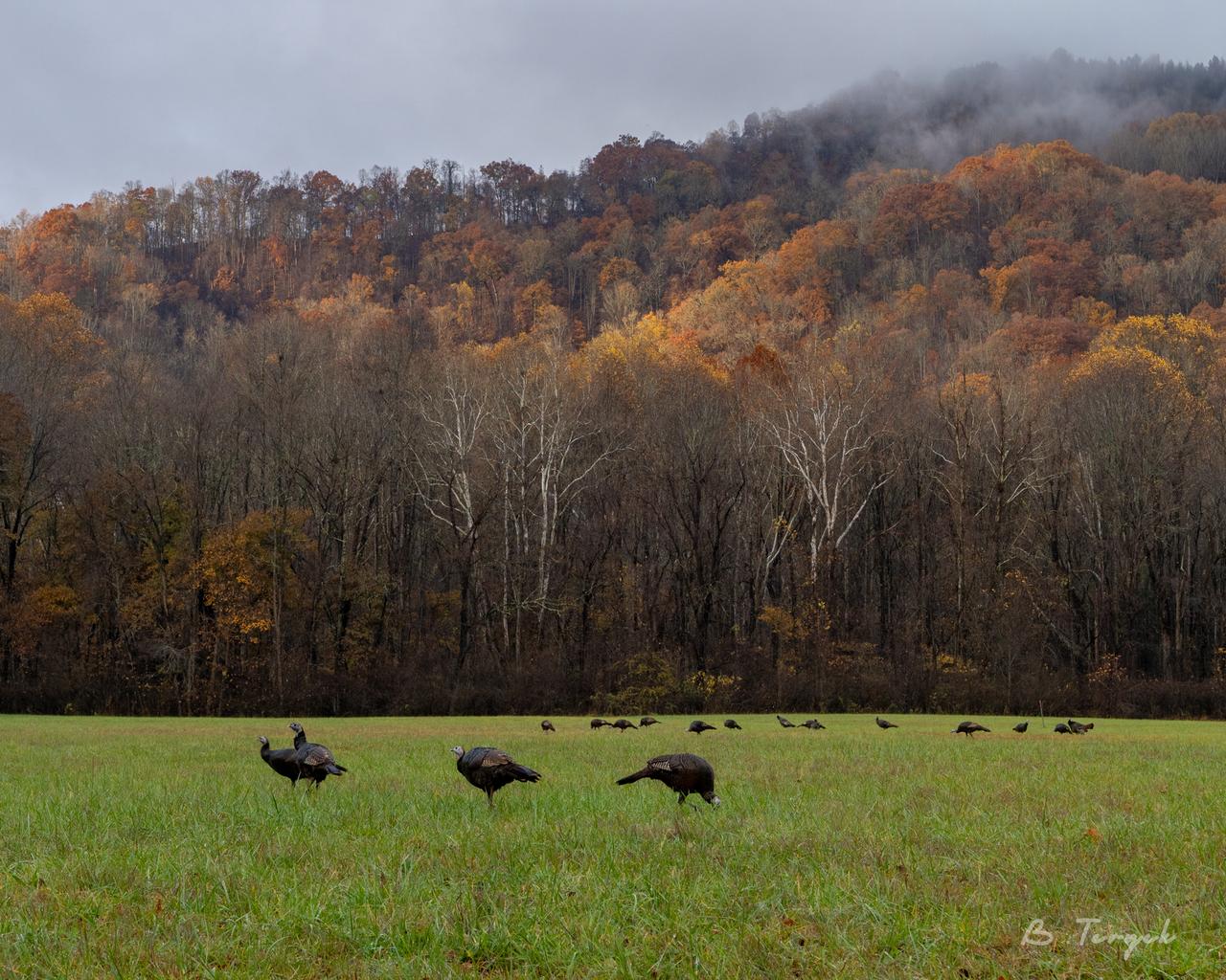 Turkeys near Oconaluftee Visitor Center
