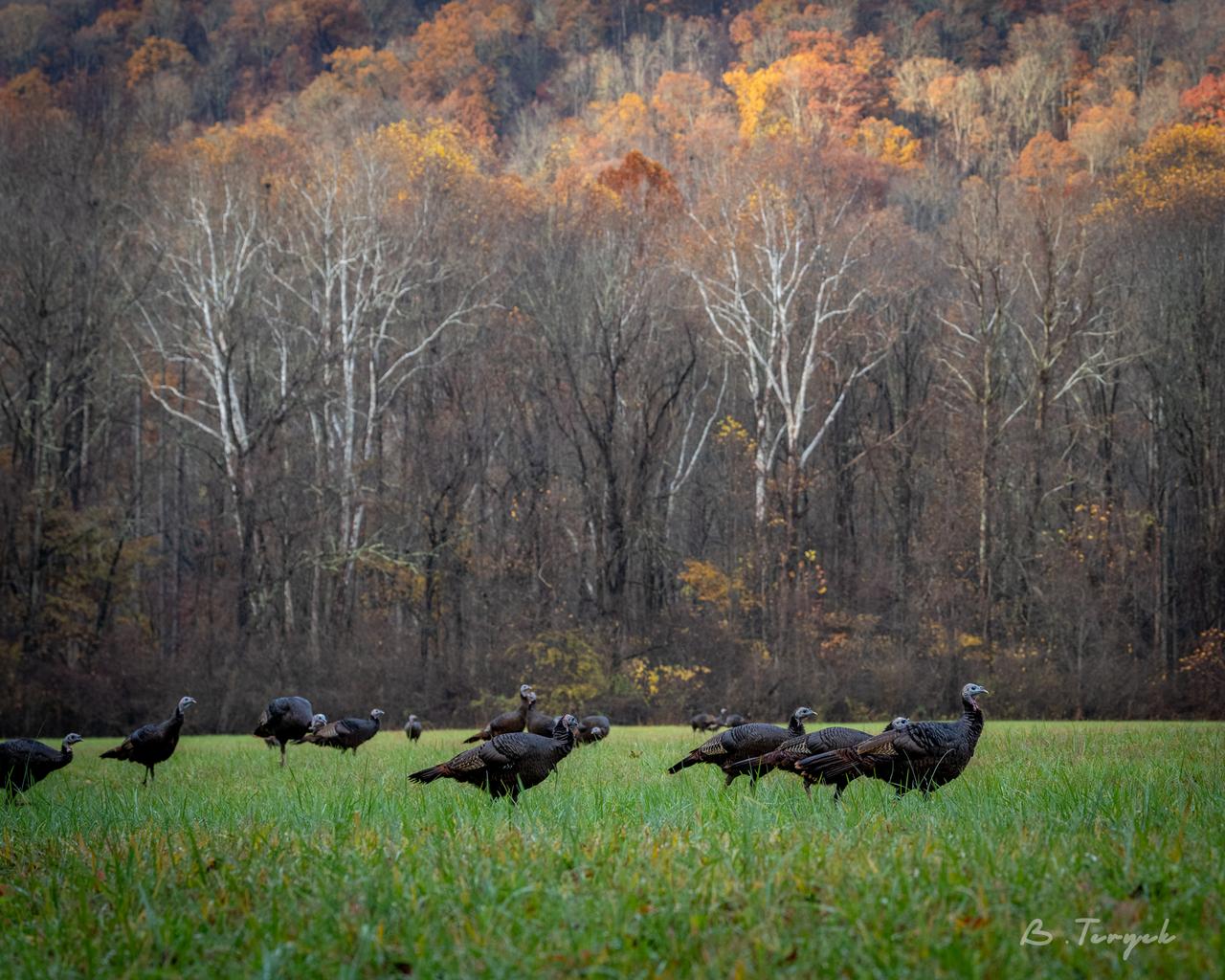 Turkeys near Oconaluftee Visitor Center
