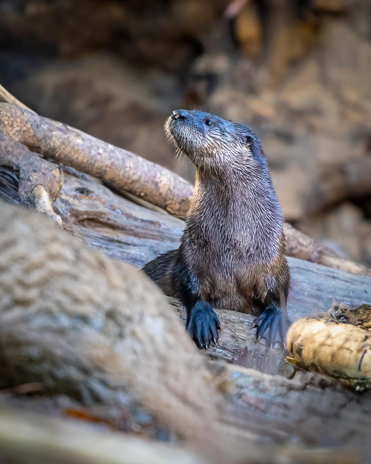 River otter