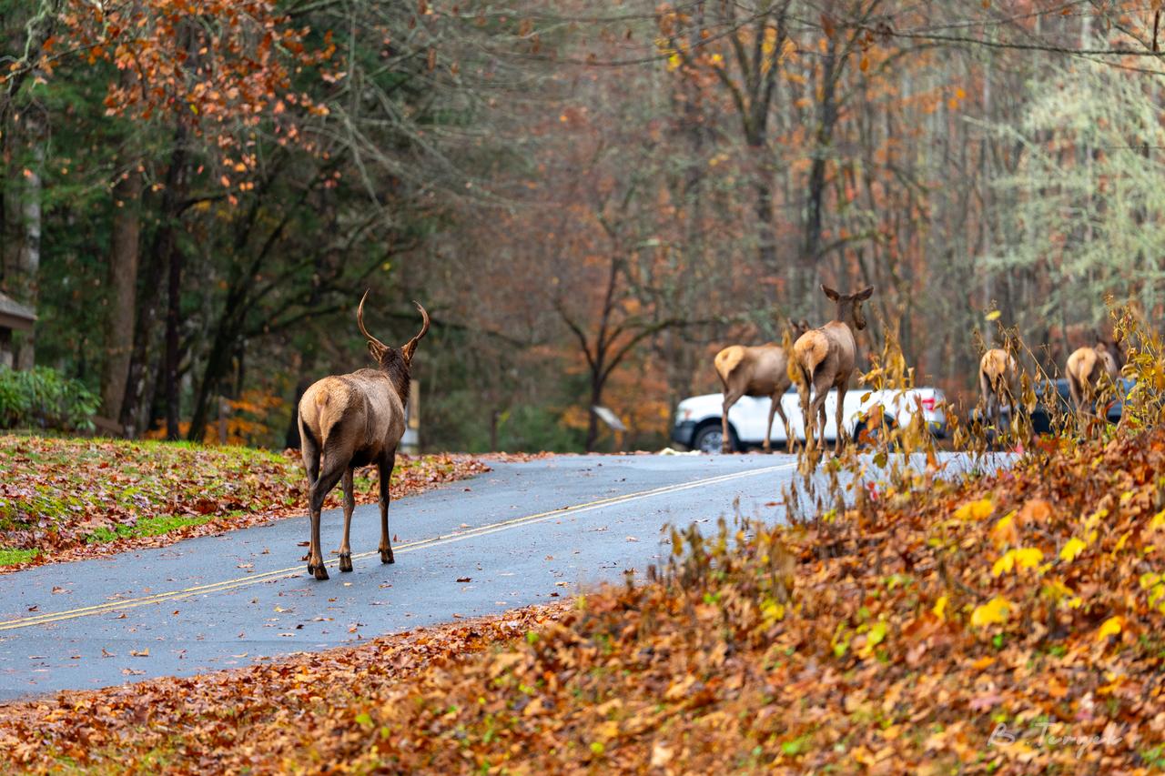 Elk in the Smoky Mountains