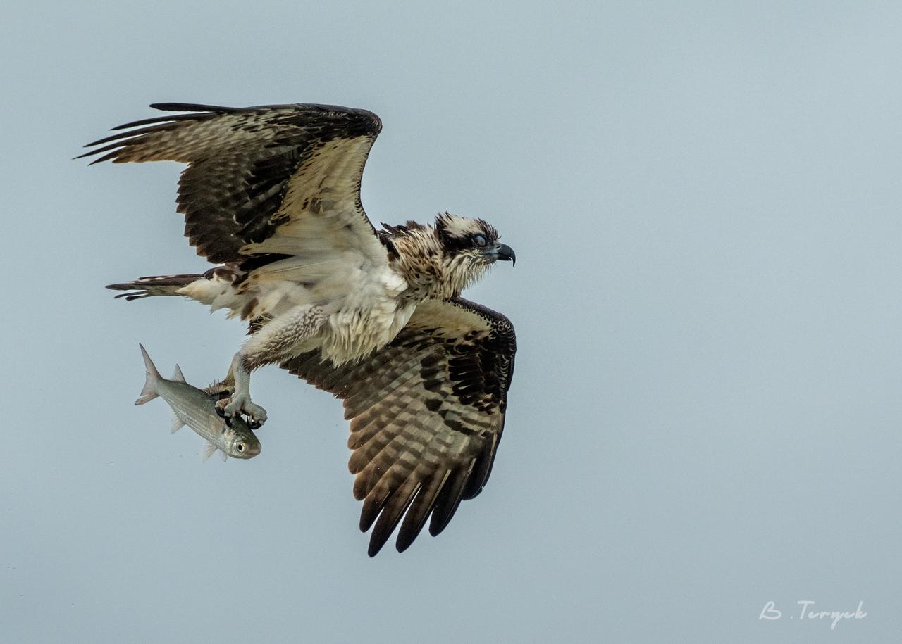 Osprey hunting