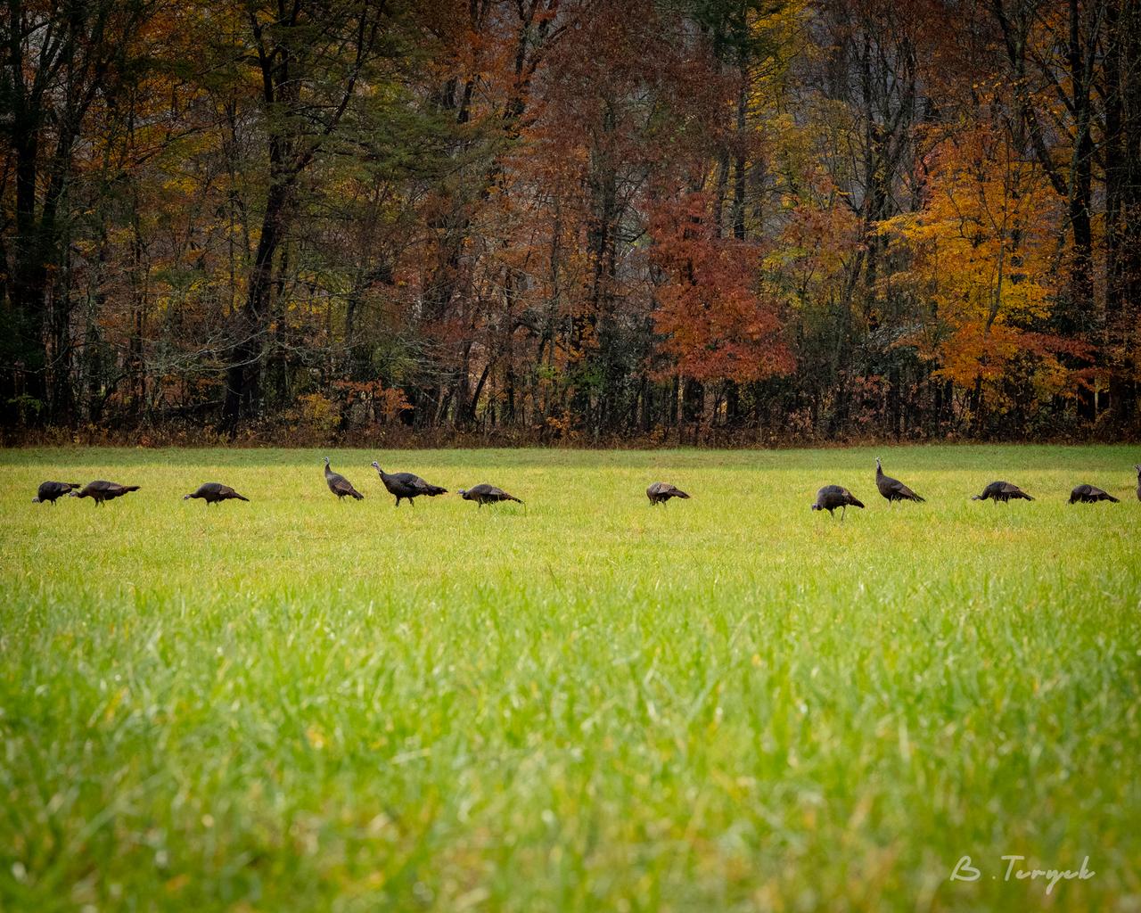 Turkeys near Oconaluftee Visitor Center