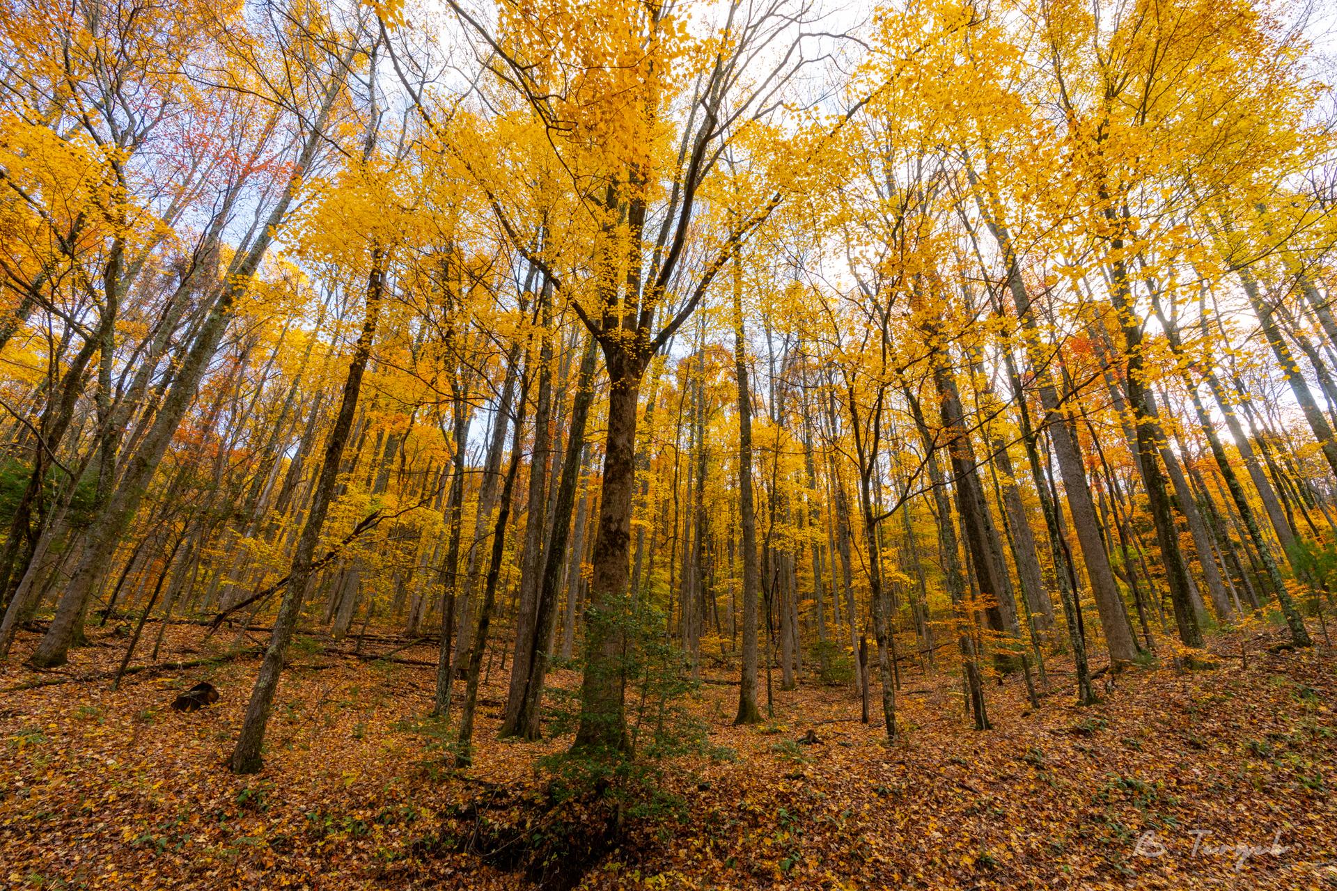Fall colors Great Smoky Mountains