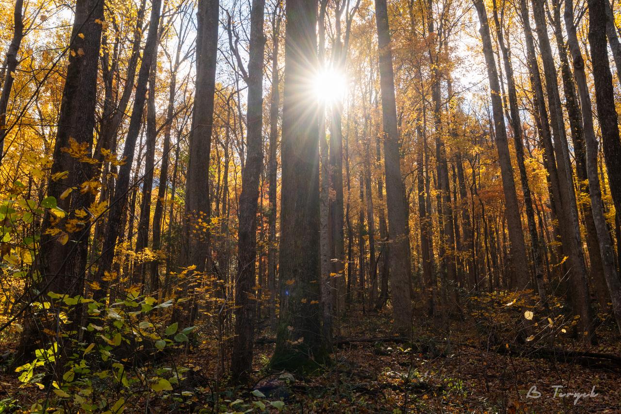 Fall in the smokies