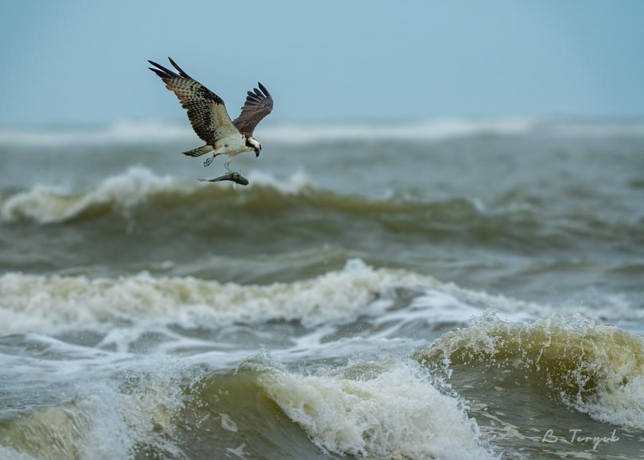 Osprey hunting