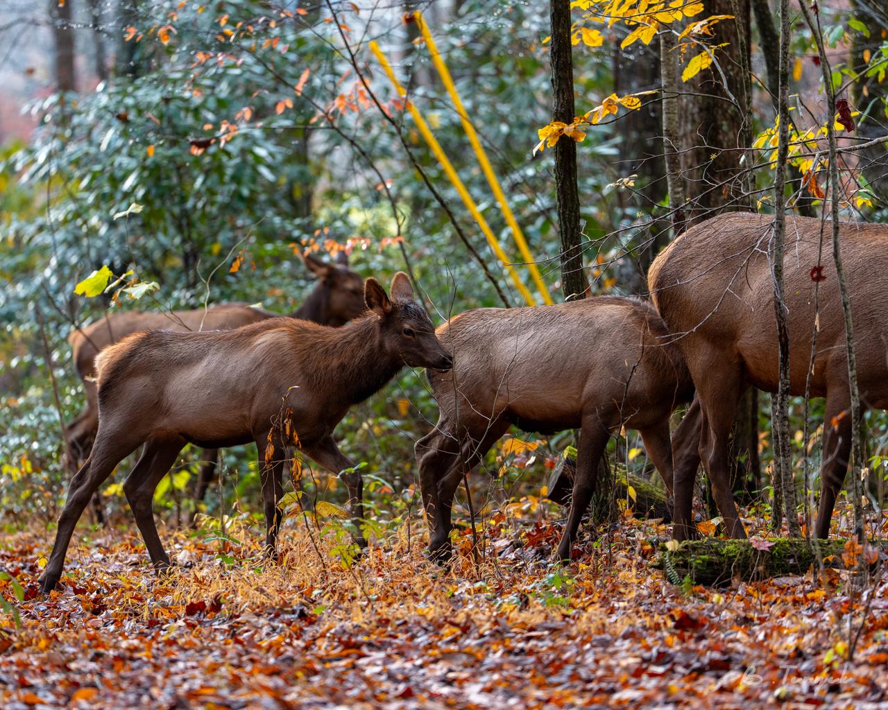 Elk in the Smoky Mountains