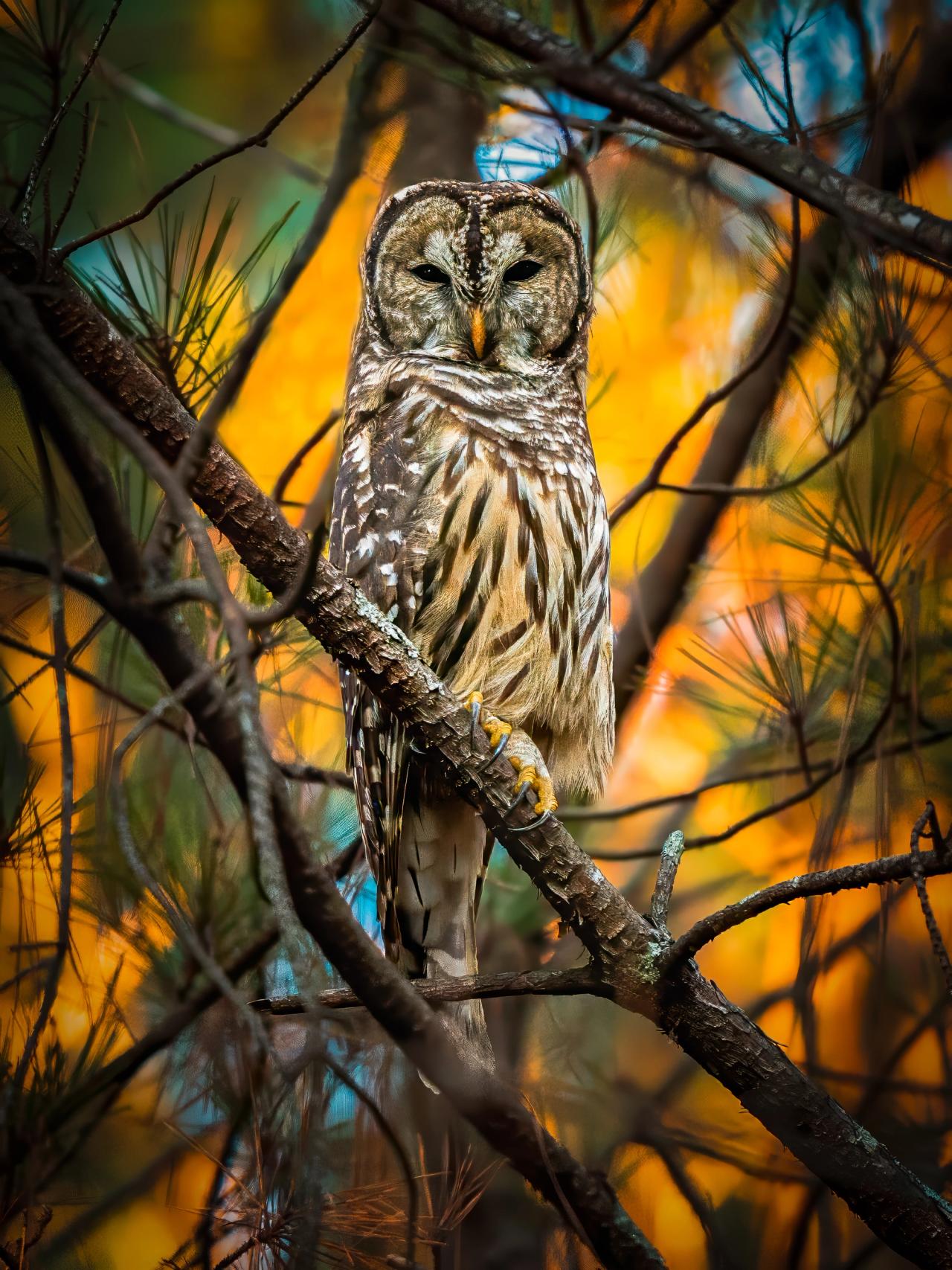 Barred Owl