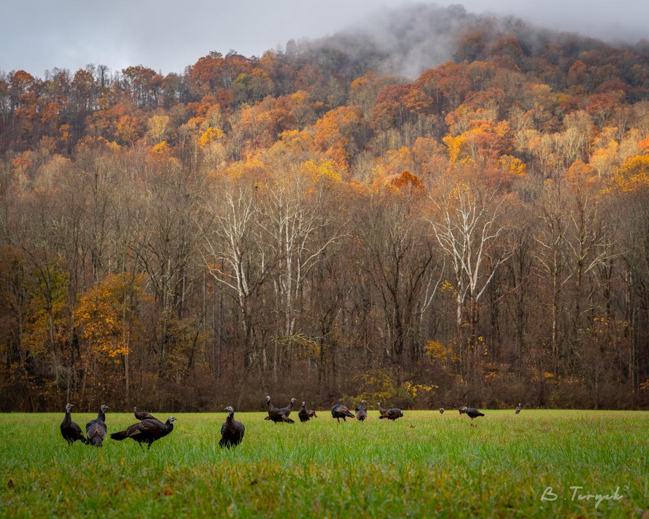 Turkeys near Oconaluftee Visitor Center