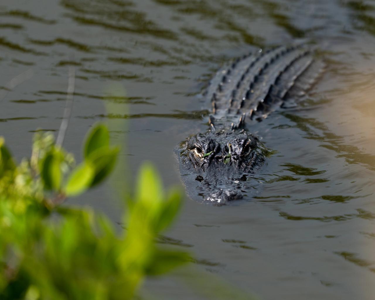 Gator