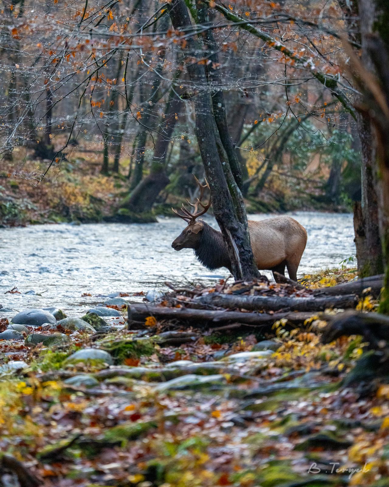Bull elk about to cross the creek