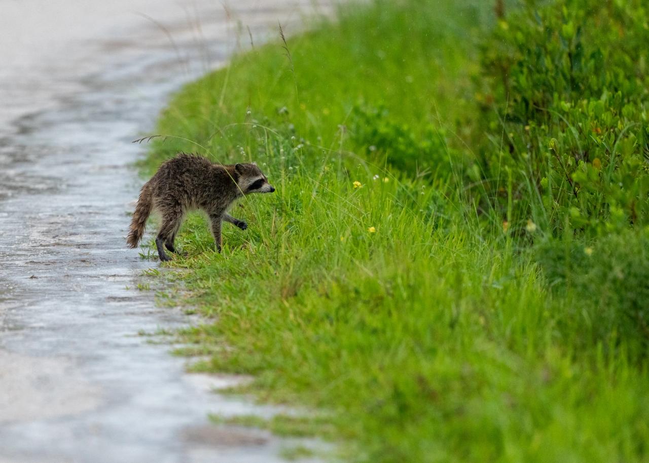 Solo raccoon wondering around