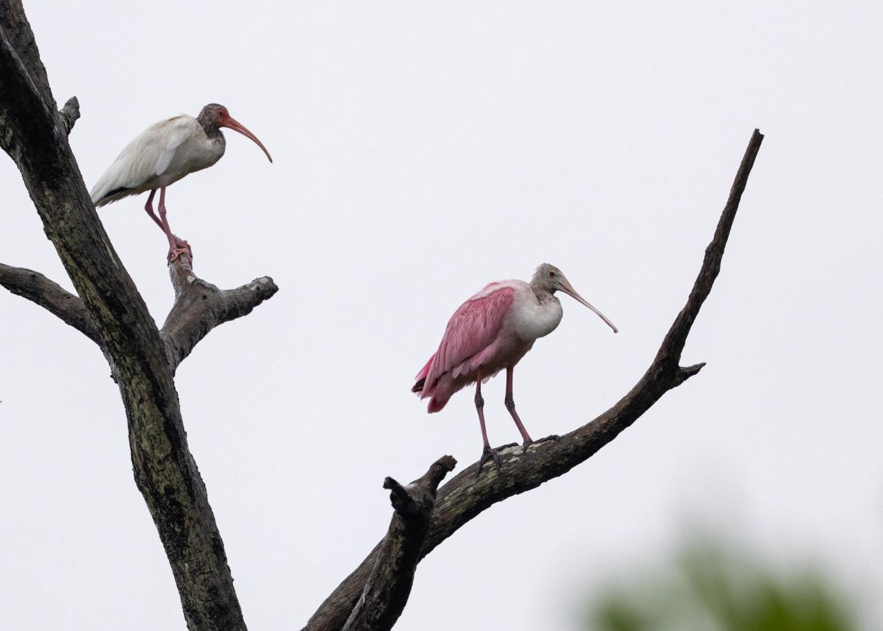 Spoonbill