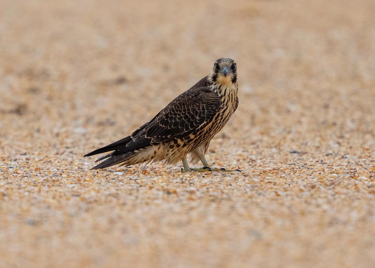 Peregrine falcon