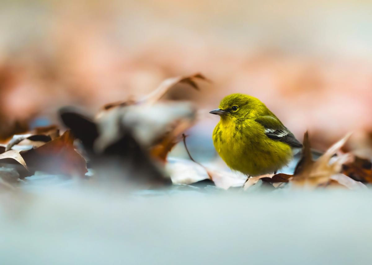 A short nature film featuring different kinds of birds and insects.