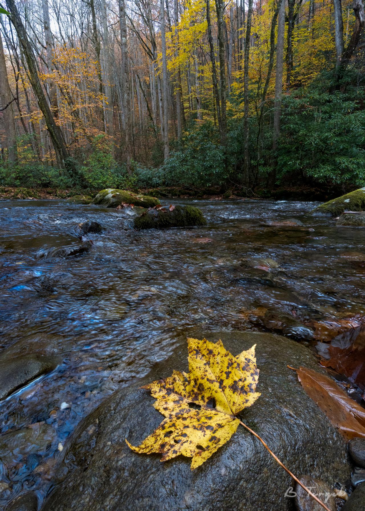 Fall in the smokies