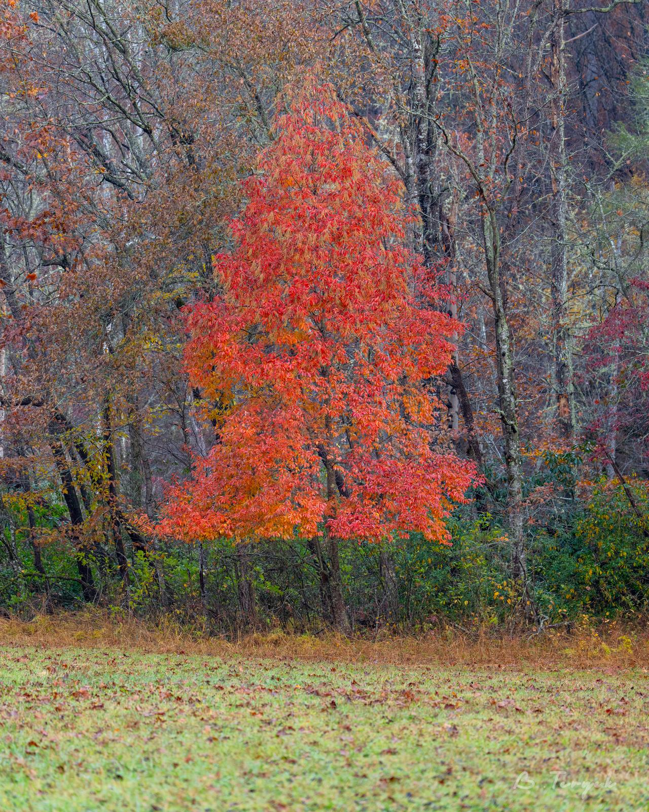 Fall colors in Great Smoky Mountains
