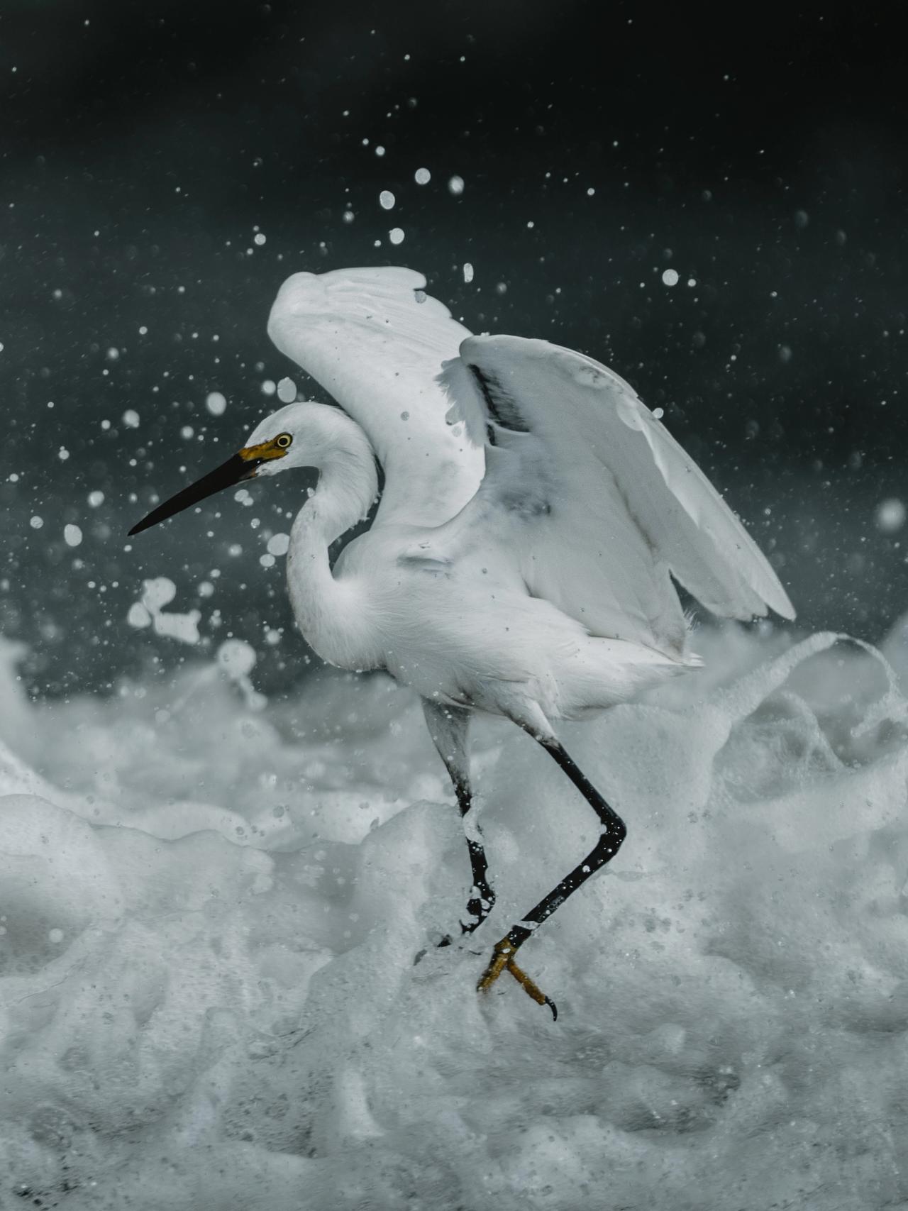 Snowy Egret