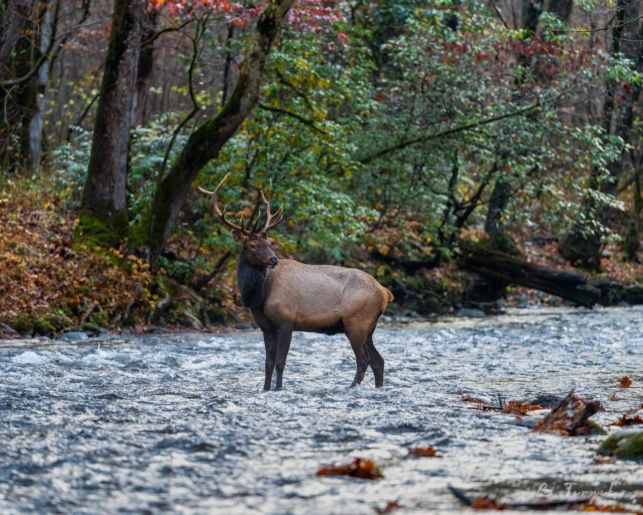 Bull elk crossing the creek