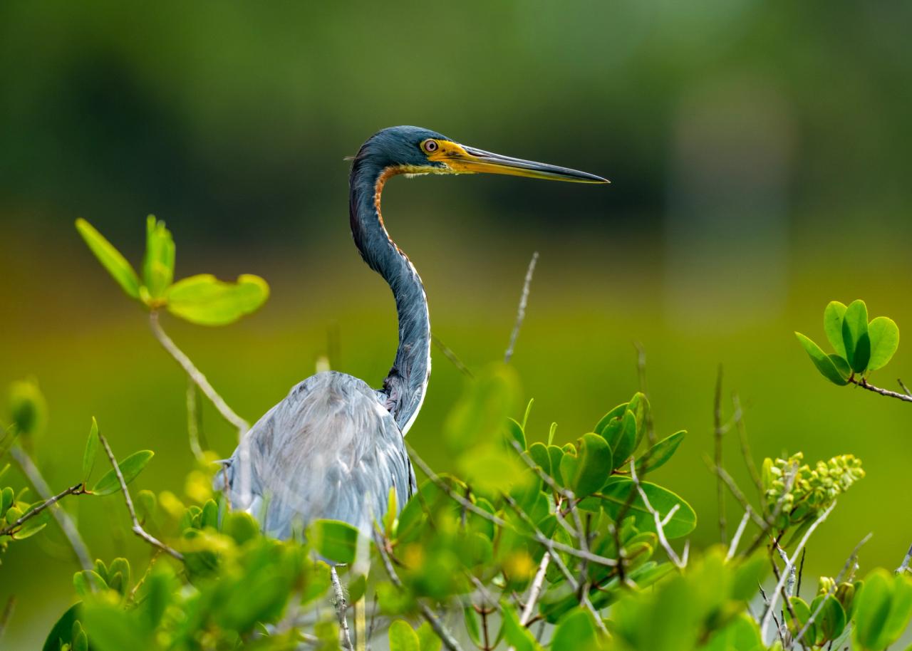 Blue Heron