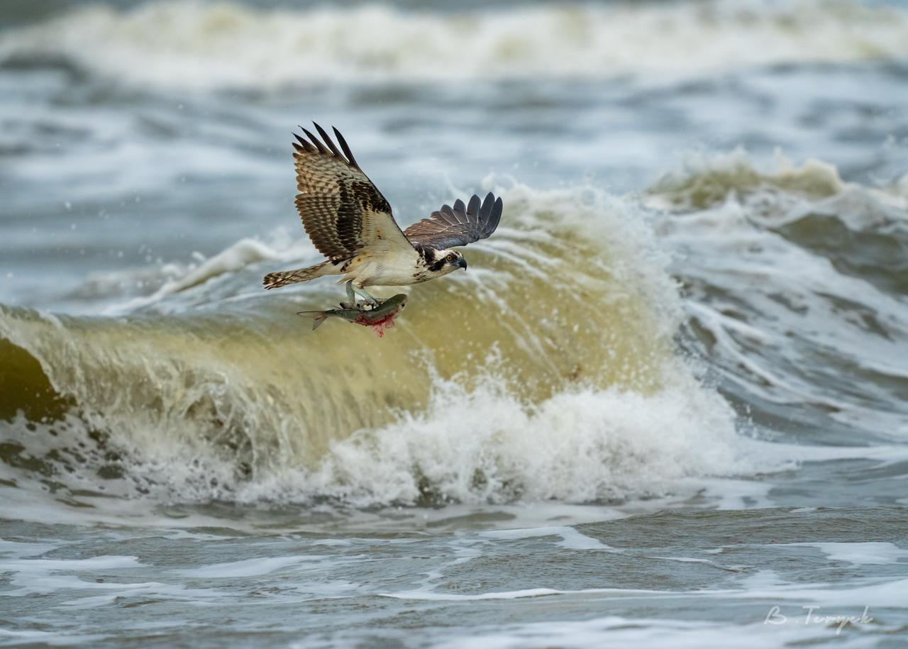 Osprey hunting