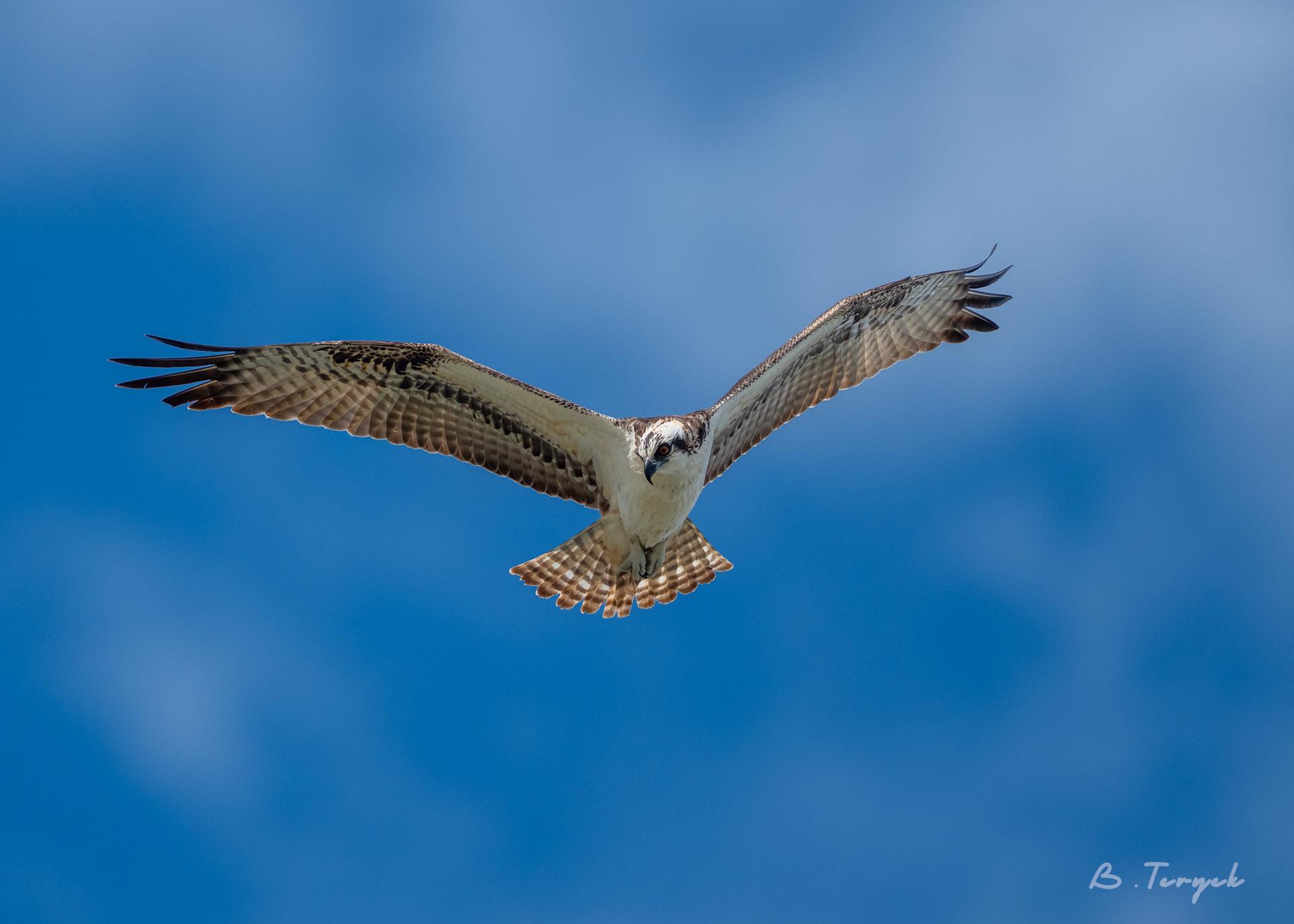 An Osprey hunting