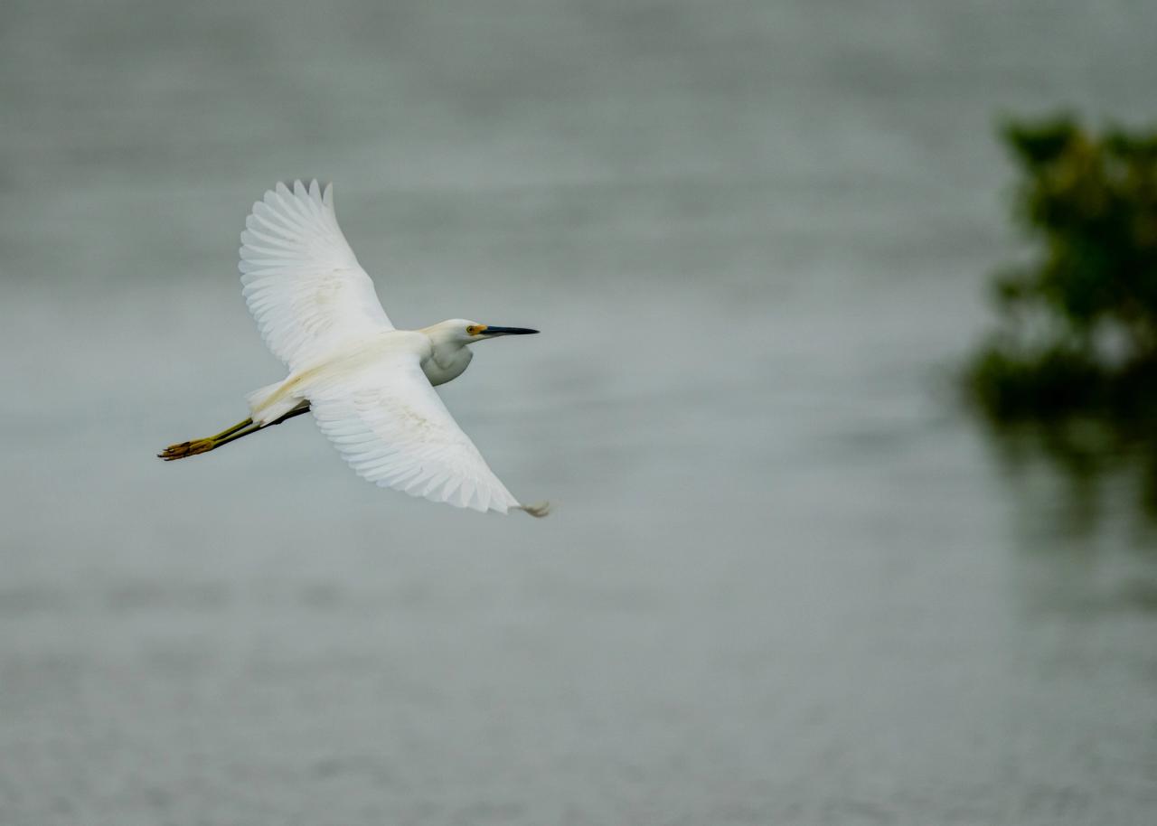Snowy Egret