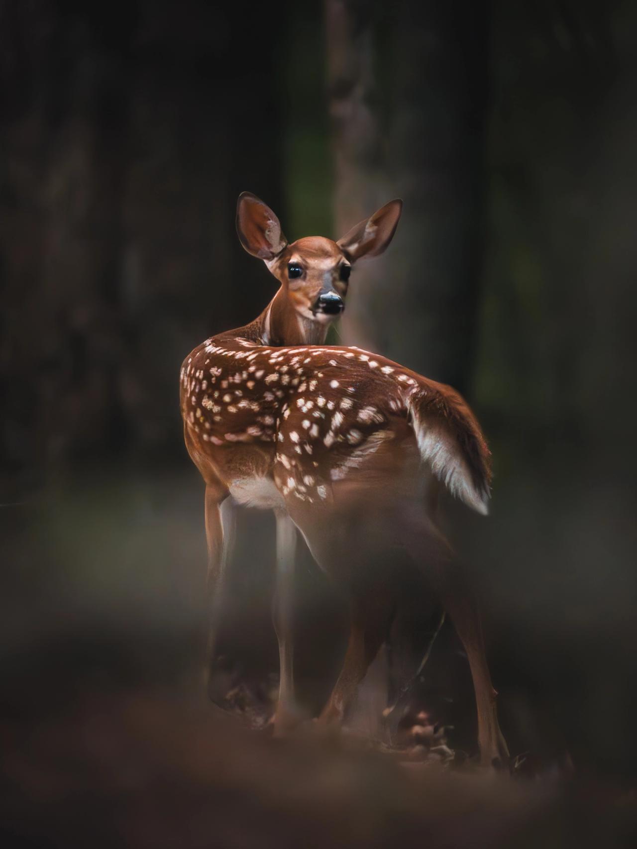 Baby deer
