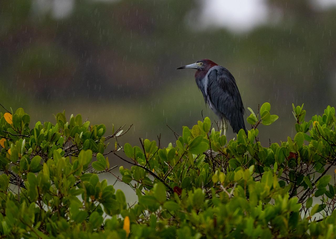Green Heron
