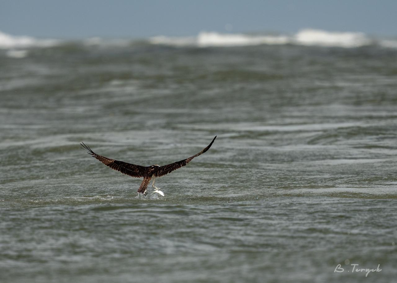 Osprey hunting