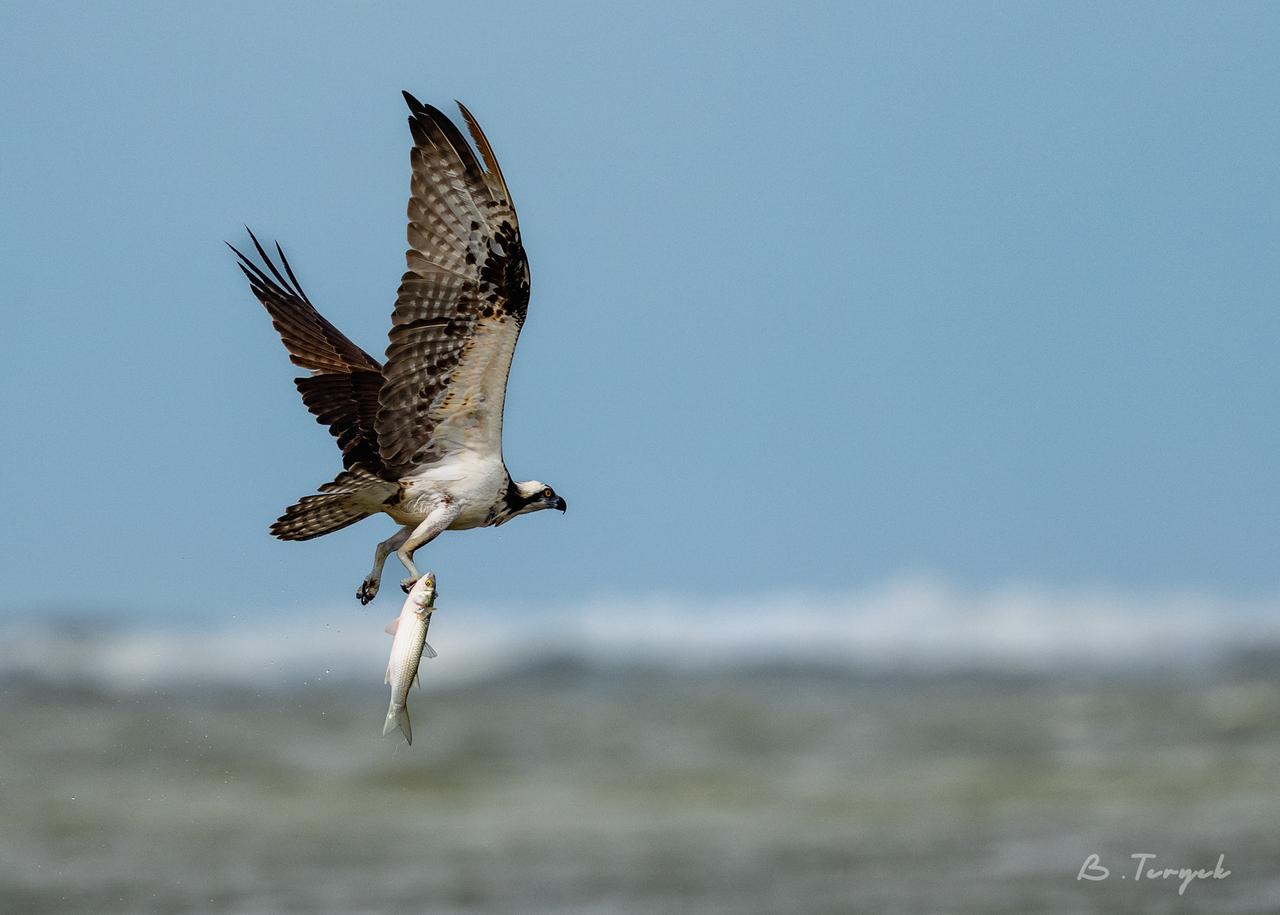 Osprey hunting