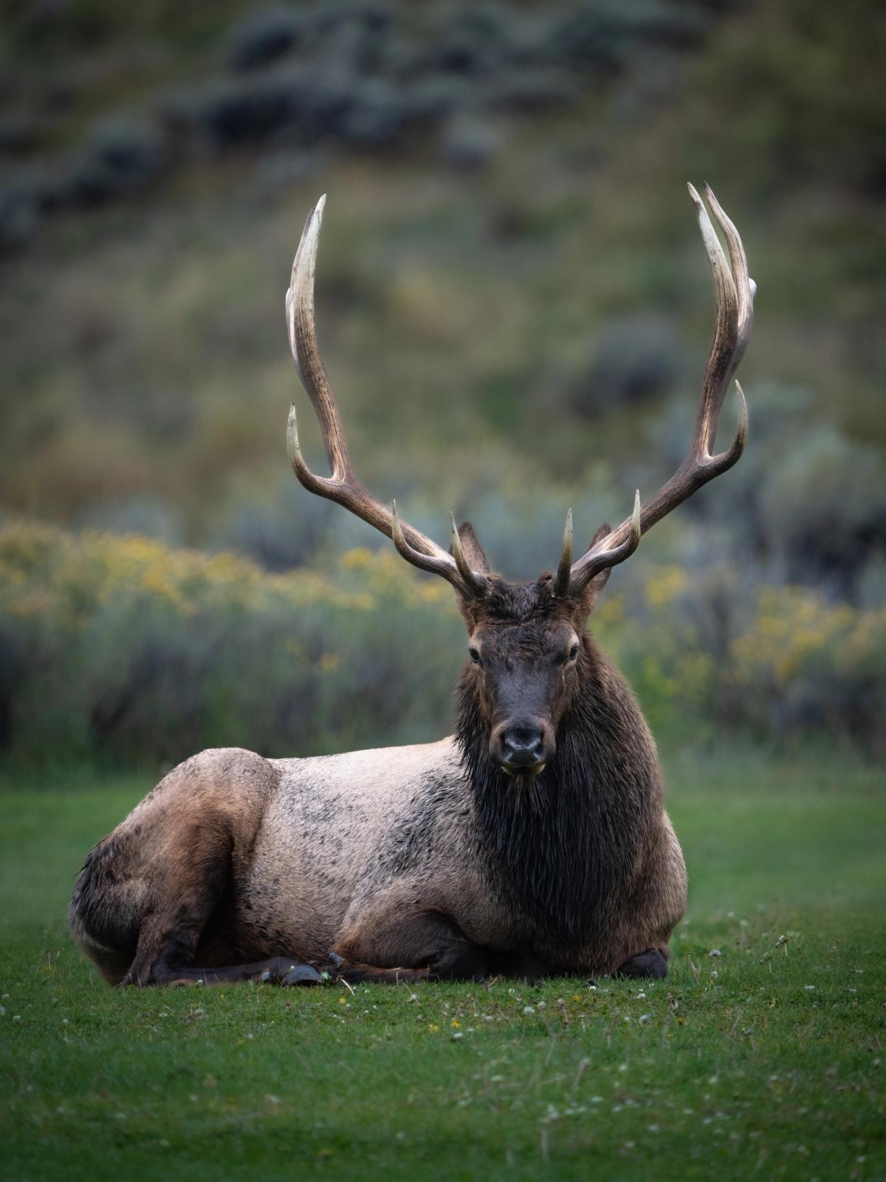 Elk Portrait
