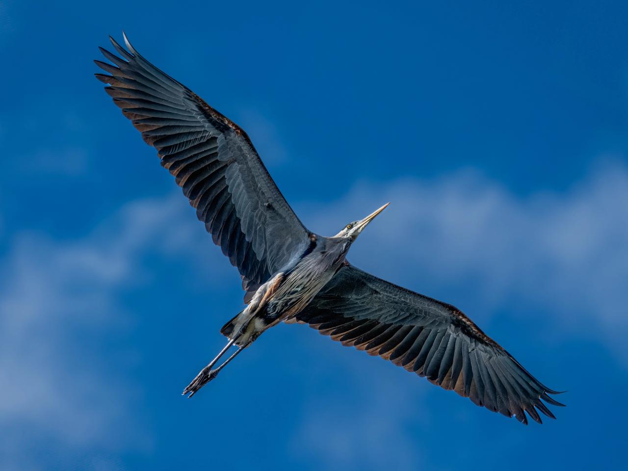 Blue Heron
