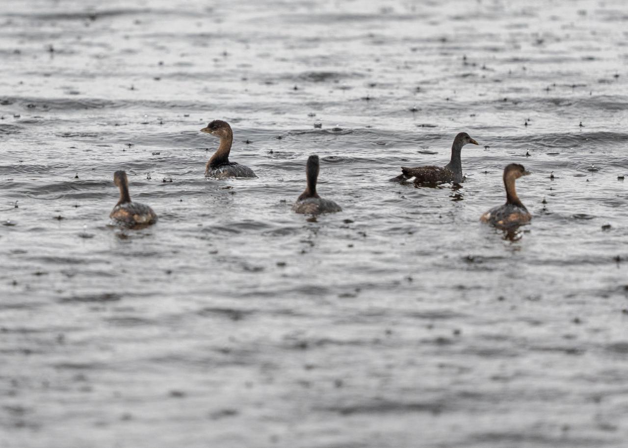 Babies playing in the rain