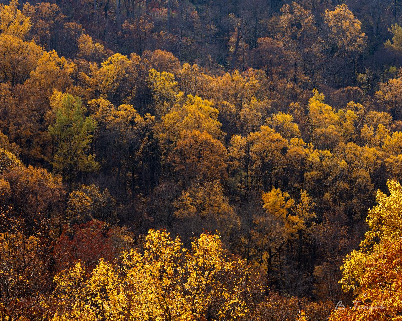 Fall colors in Great Smoky Mountains
