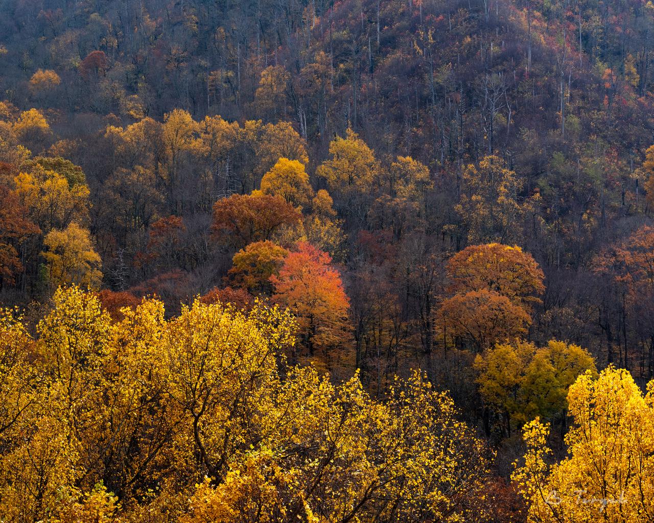 Fall colors in Great Smoky Mountains