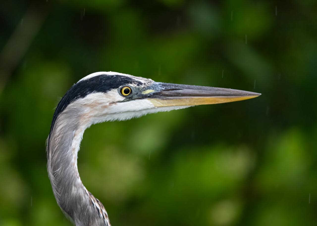 Blue Heron