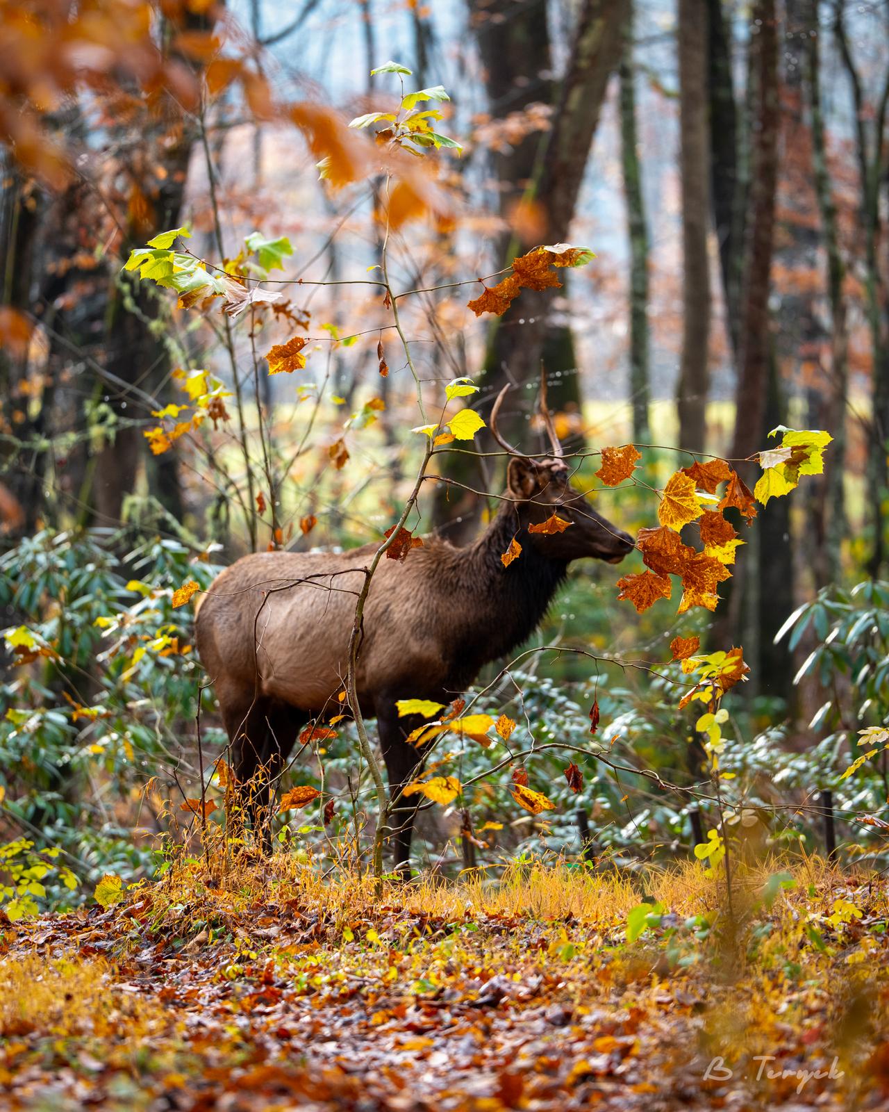 Elk in the Smoky Mountains