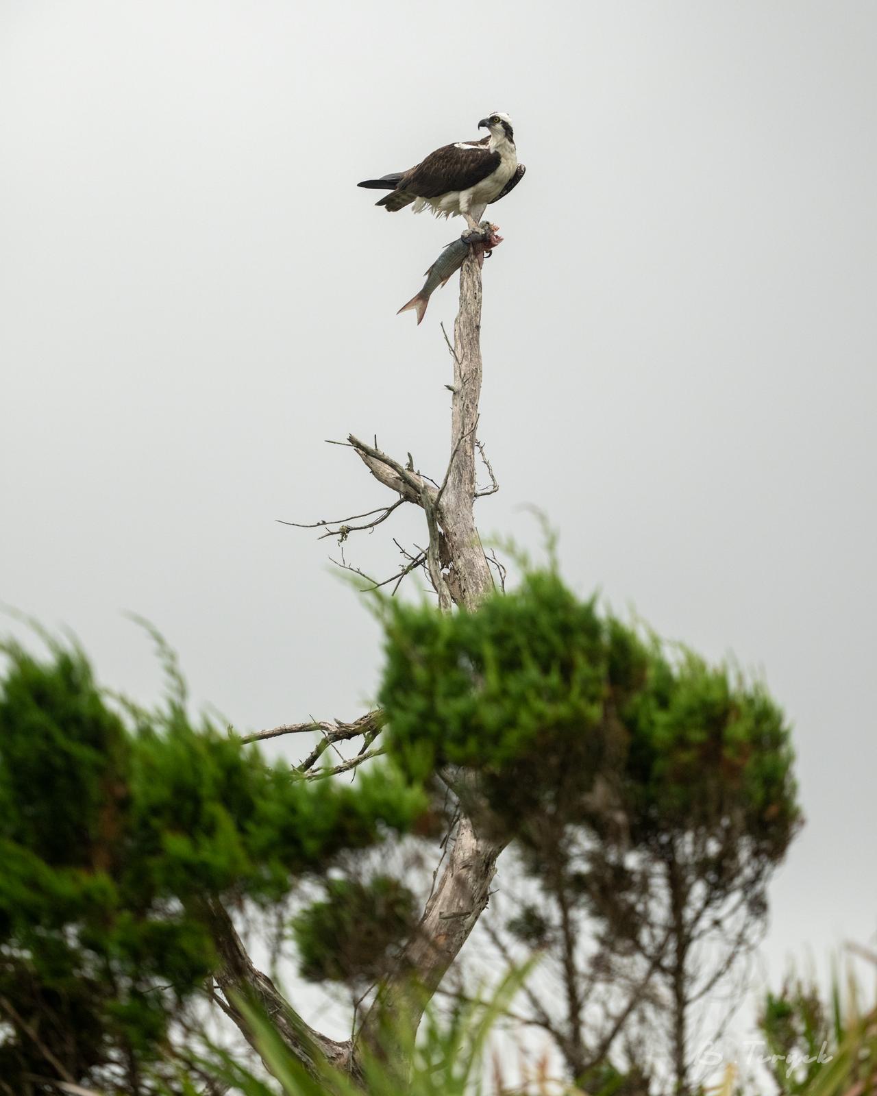 Osprey eating