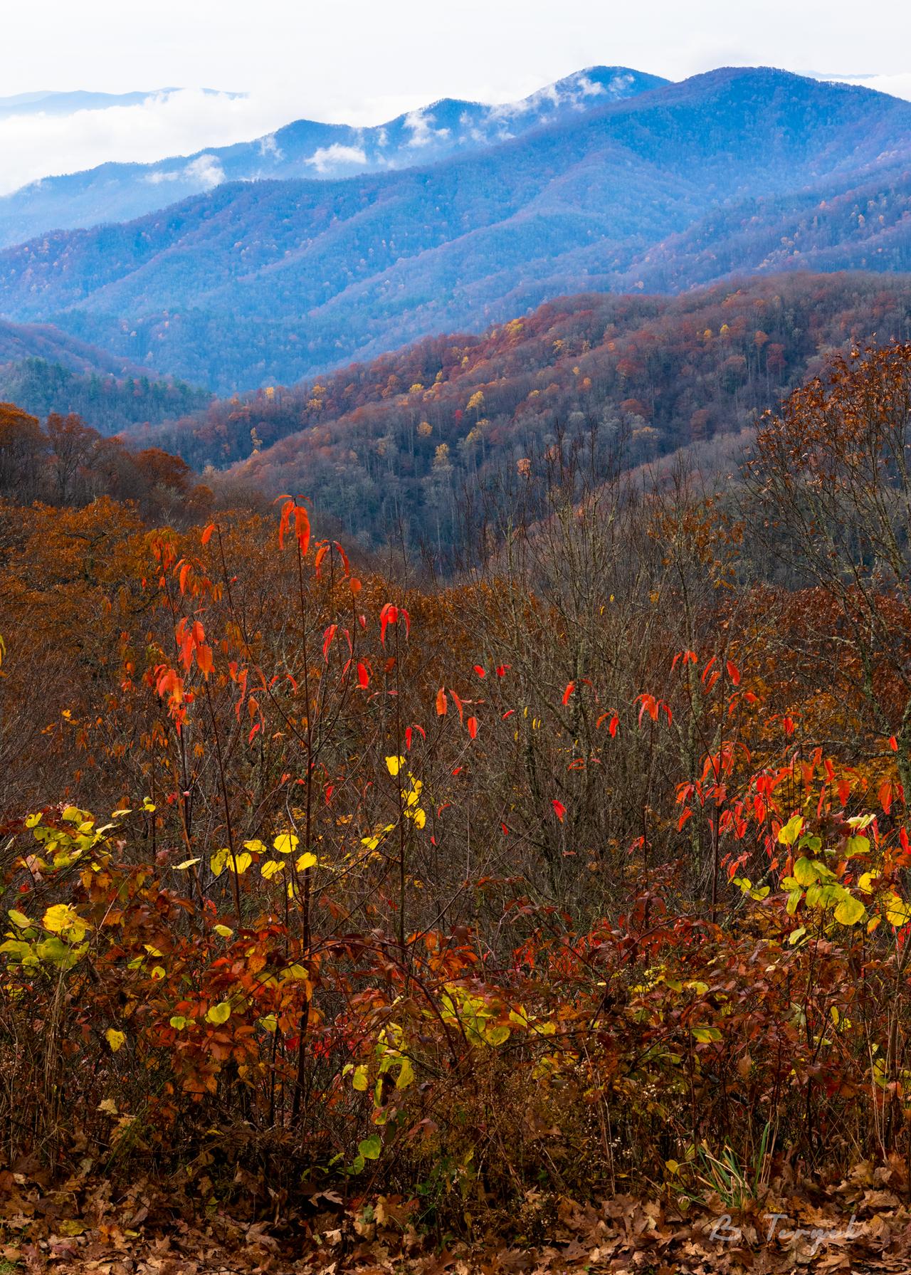 Fall colors in Great Smoky Mountains