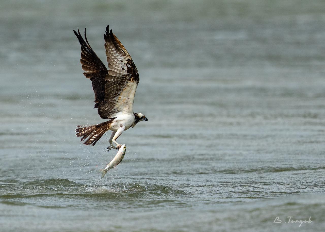 Osprey hunting