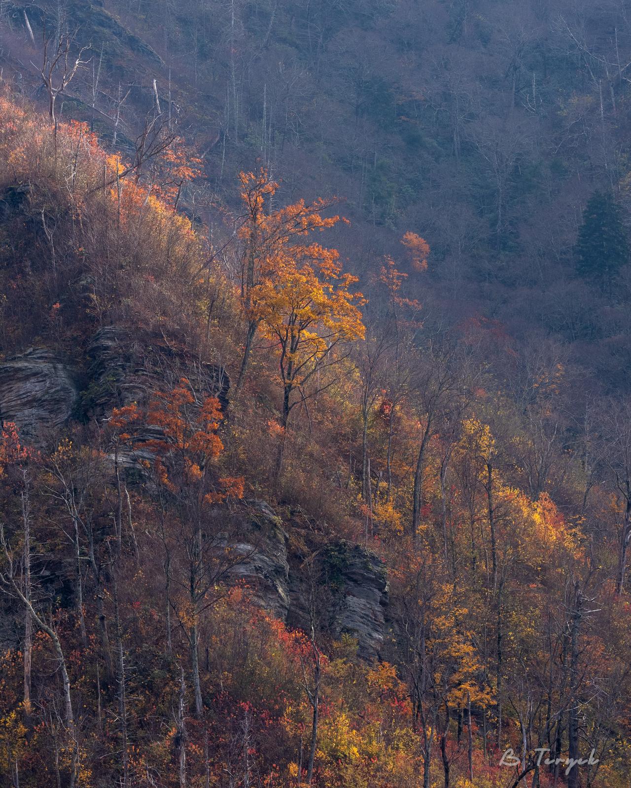 Fall colors in Great Smoky Mountains