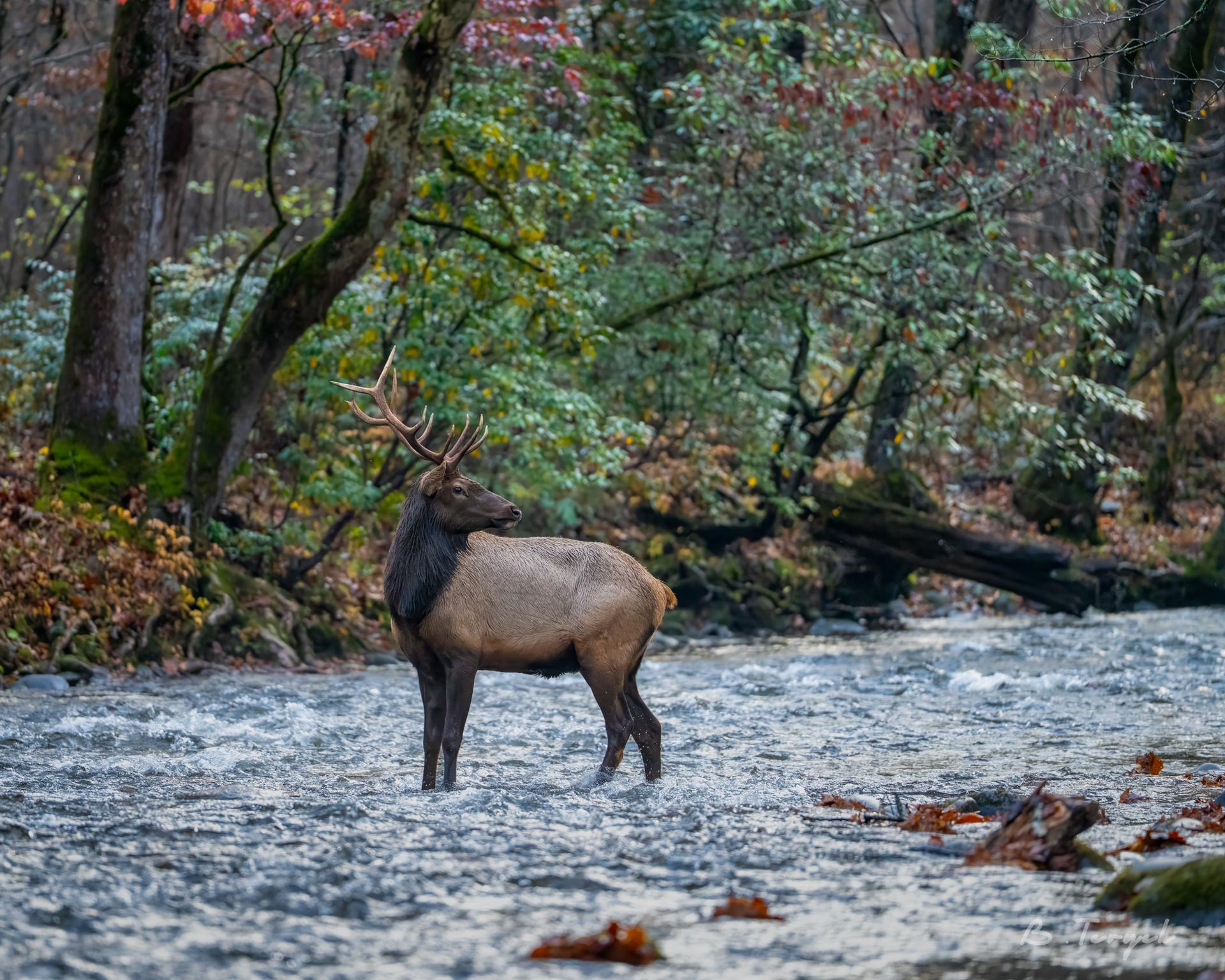 Bull elk crossing the creek