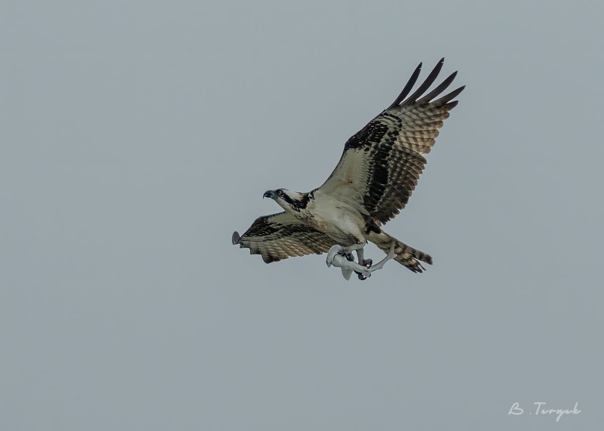 An osprey flying away with it's catch